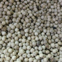 崗椒廠家 批發(fā)商 價(jià)格表