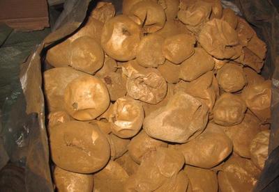 東北馬勃 灰馬勃 野生資源 黑龍江省 數量稀少